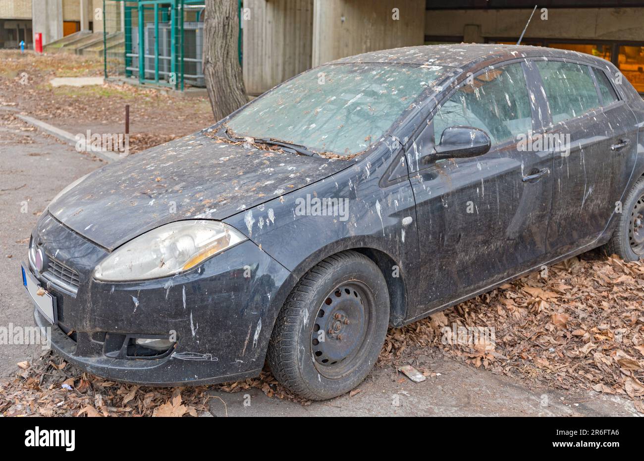 Birds Droppings at Car Parked Under Tree Paint Damage Problem Stock