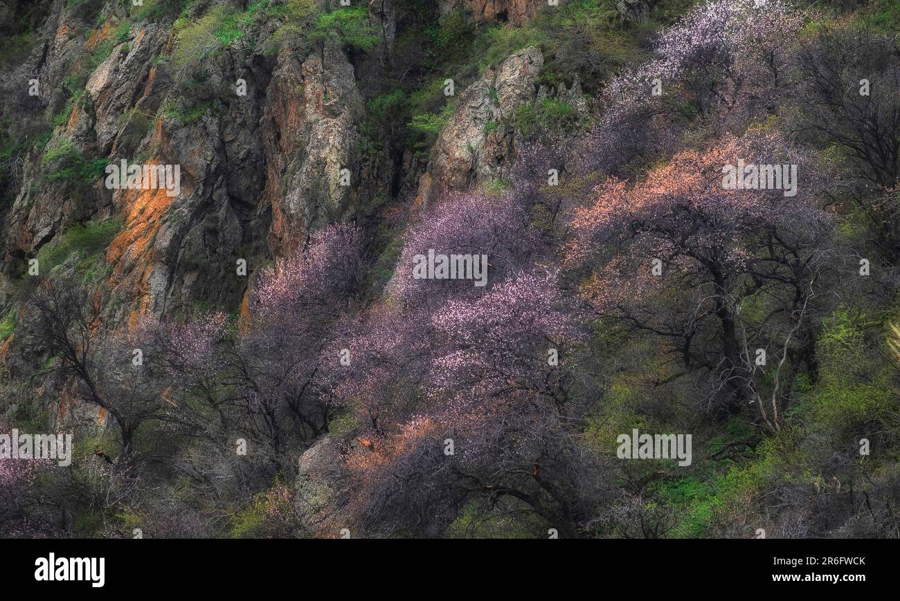 Wild apricots bloom on the rocks in the spring mountains Stock Photo