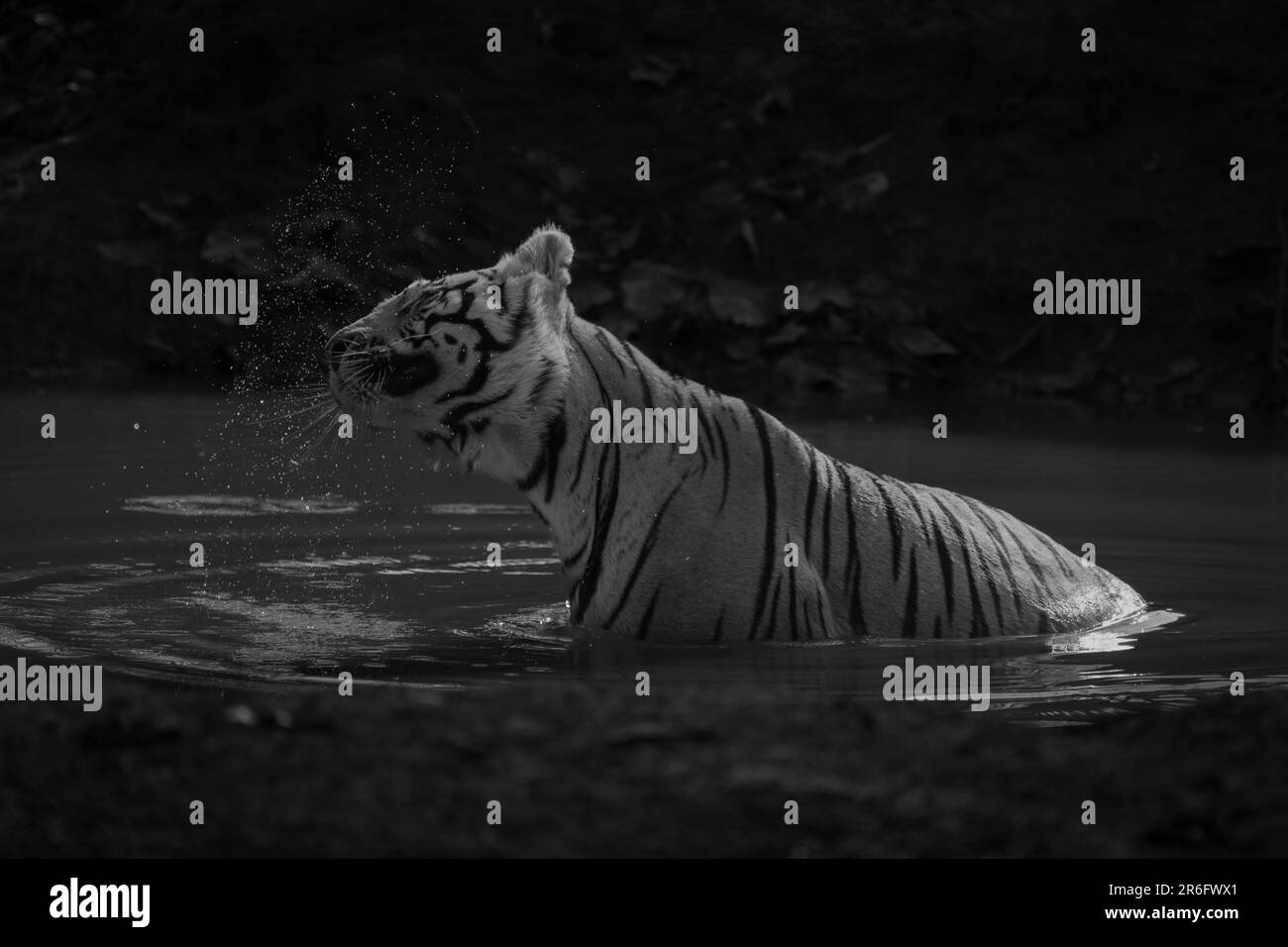Mono tiger sits in waterhole shaking head Stock Photo