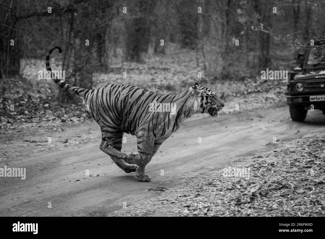 Mono tiger runs past jeep on track Stock Photo