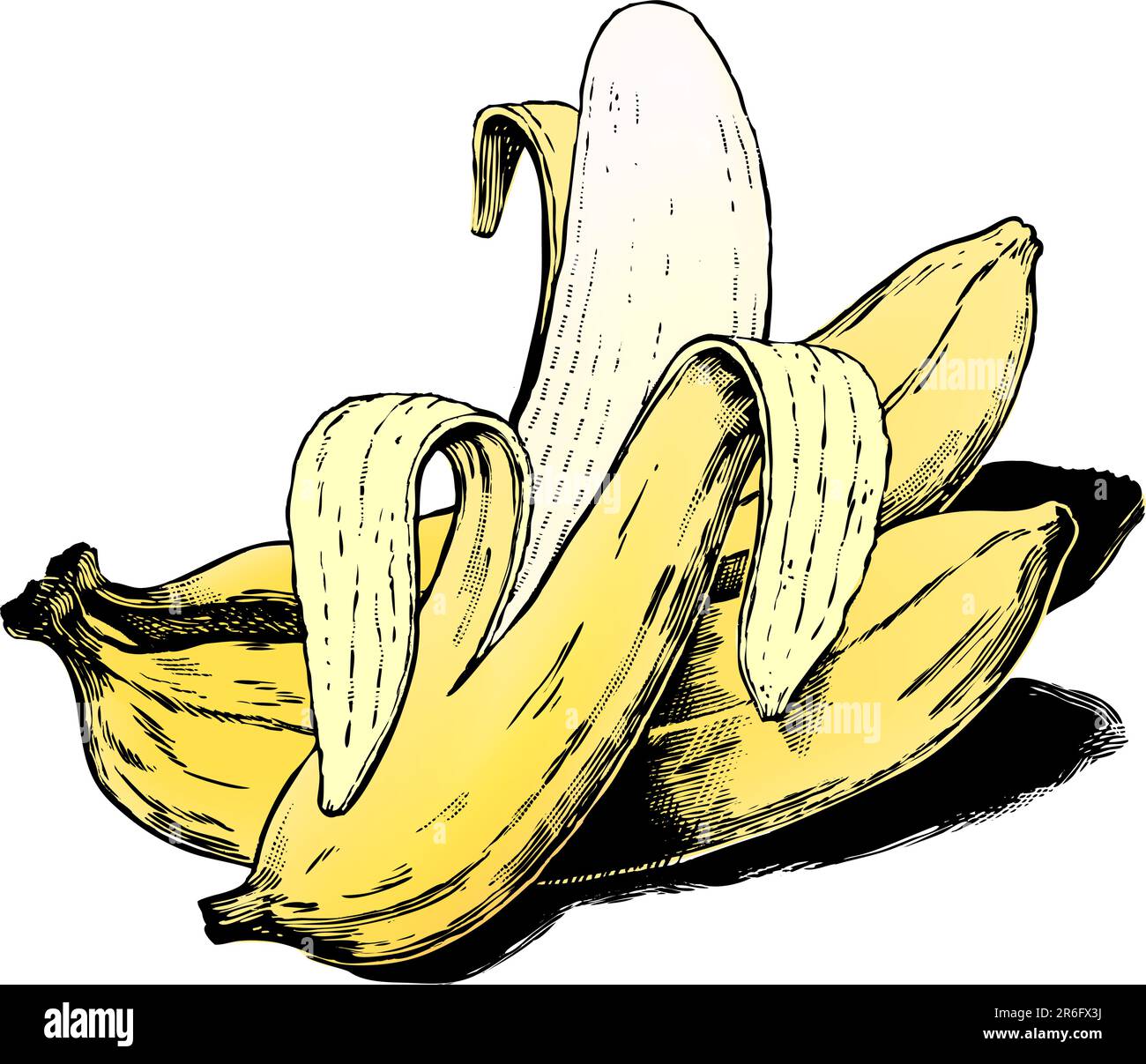 Vintage 1950s etched-style bananas.  Detailed black and white from authentic hand-drawn scratchboard includes full colorization. Stock Vector