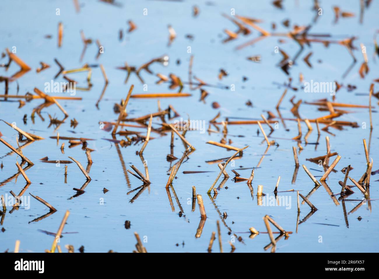 Abstract natural background photo, dry broken reed stems are in still