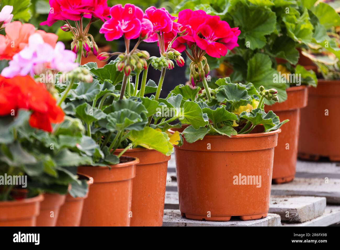 Potted purple red Pelargonium flowers, close-up photo with selective soft focus Stock Photo