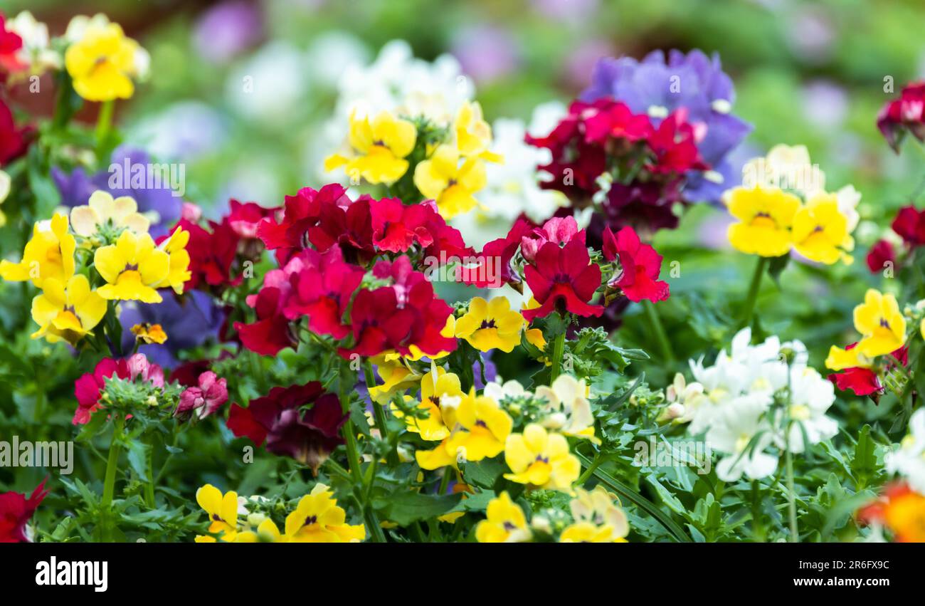Nemesia colorful flowers in a garden. It is a genus of annuals, perennials and sub-shrubs which are native to sandy coasts or disturbed ground in Sout Stock Photo