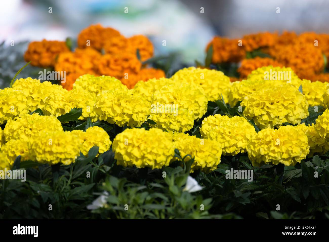 Decorative yellow and orange flowers over green leaves. Tagetes is a genus of annual or perennial, mostly herbaceous plants in the sunflower family As Stock Photo