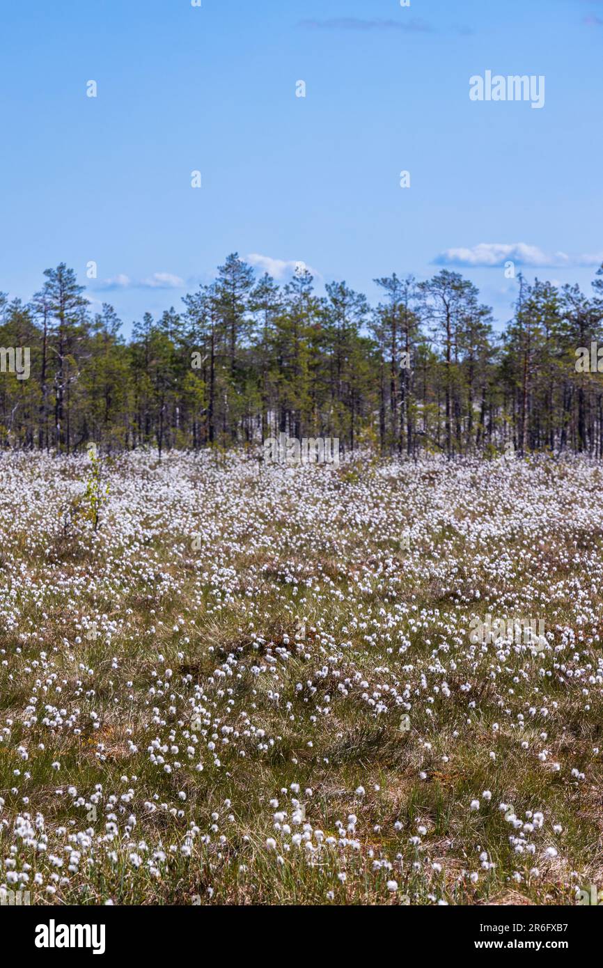 Landscape with swamp and blooming Eriophorum vaginatum on a sunny day. Vertical photo Stock Photo