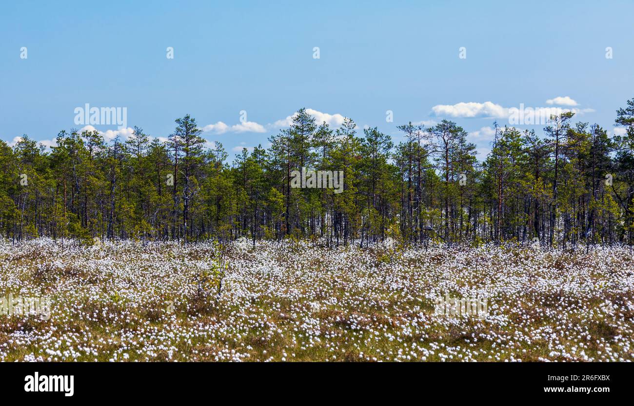 Landscape with swamp and blooming Eriophorum vaginatum on a sunny day Stock Photo