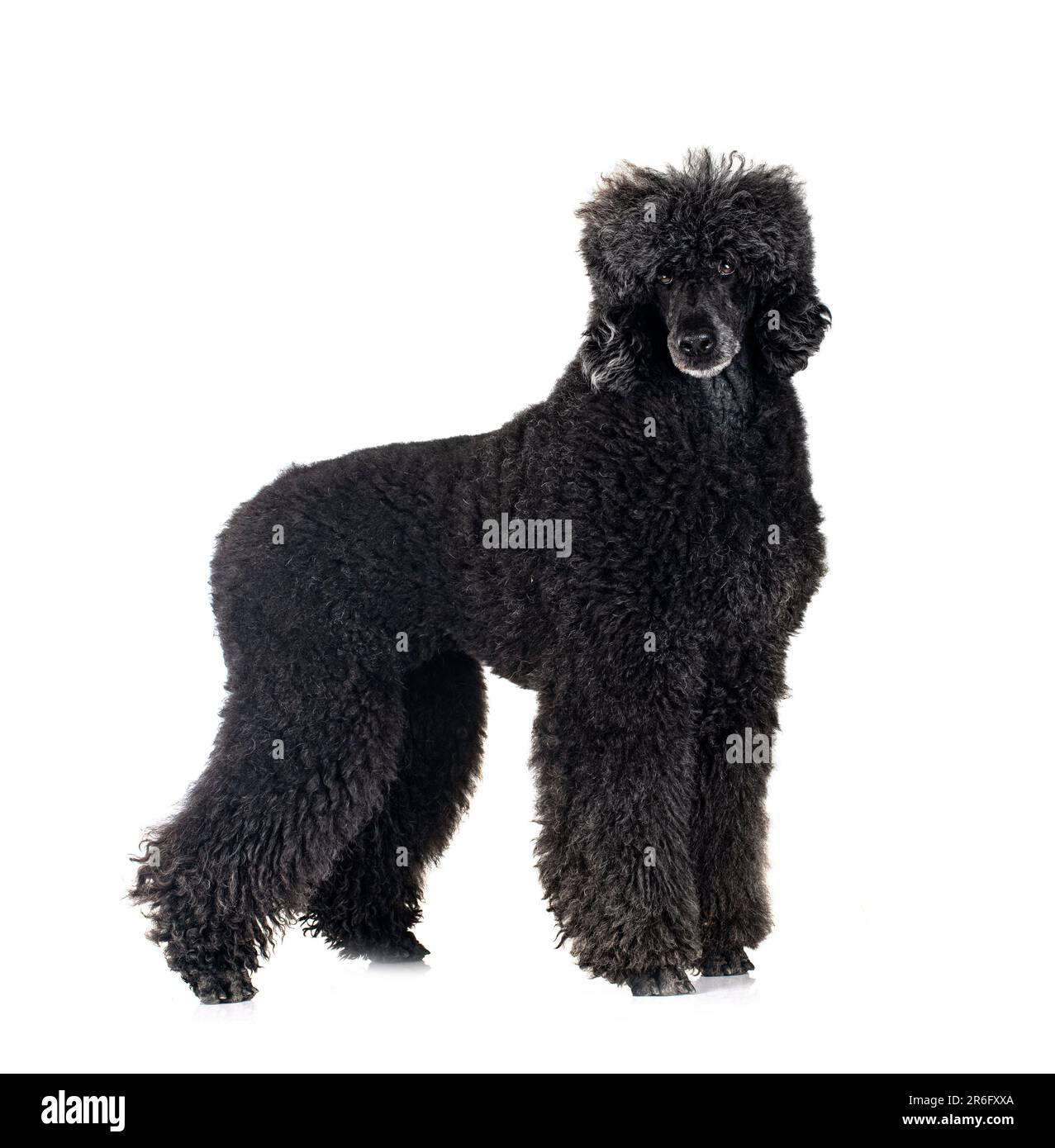 standard black poodle in front of white background Stock Photo - Alamy