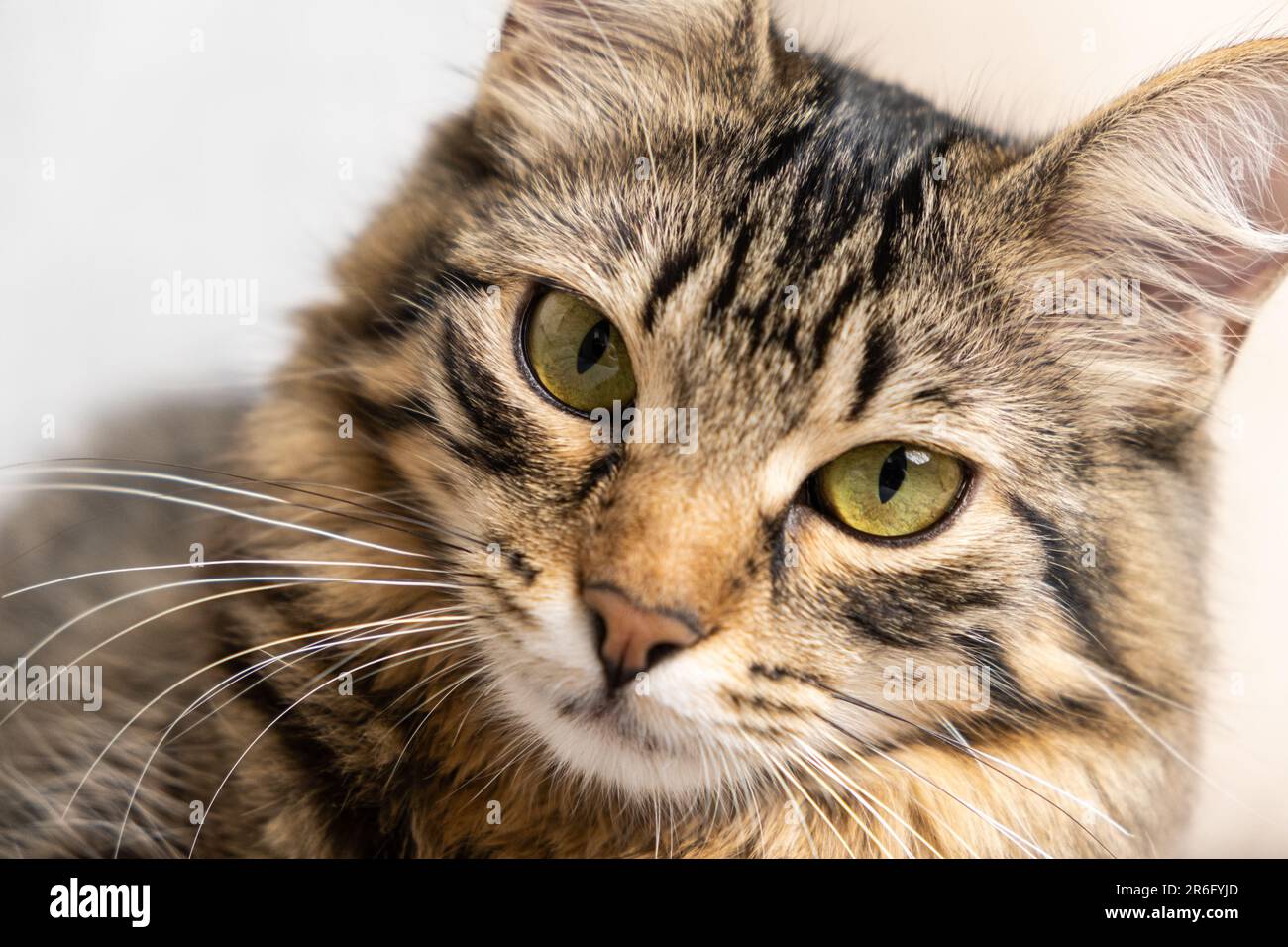 Portrait of a fluffy young tabby cat with yellow-green eyes looking at ...