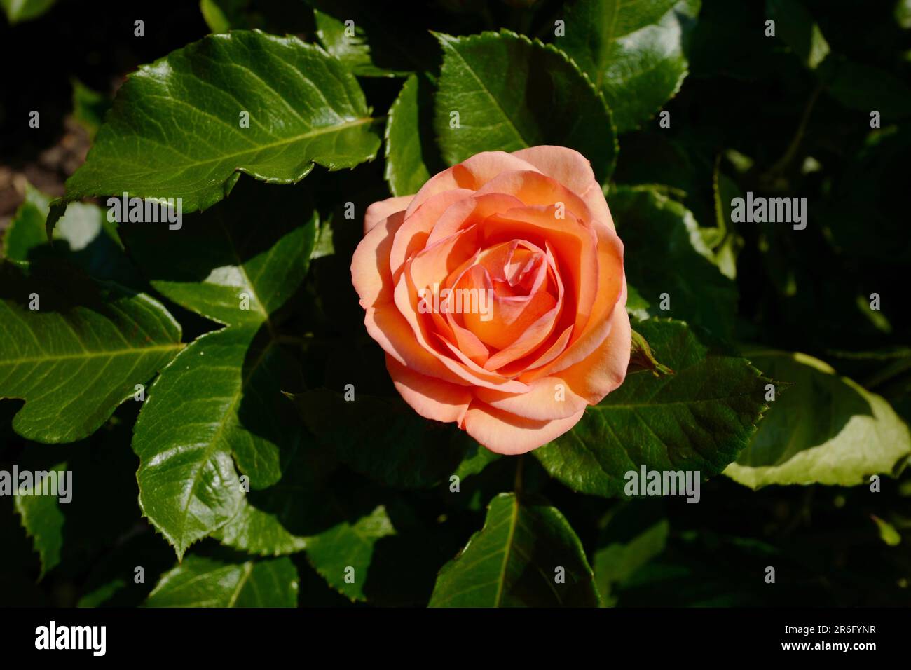 Orange rose at Landhaus Ettenbuehl in the southwest of Germany Stock Photo