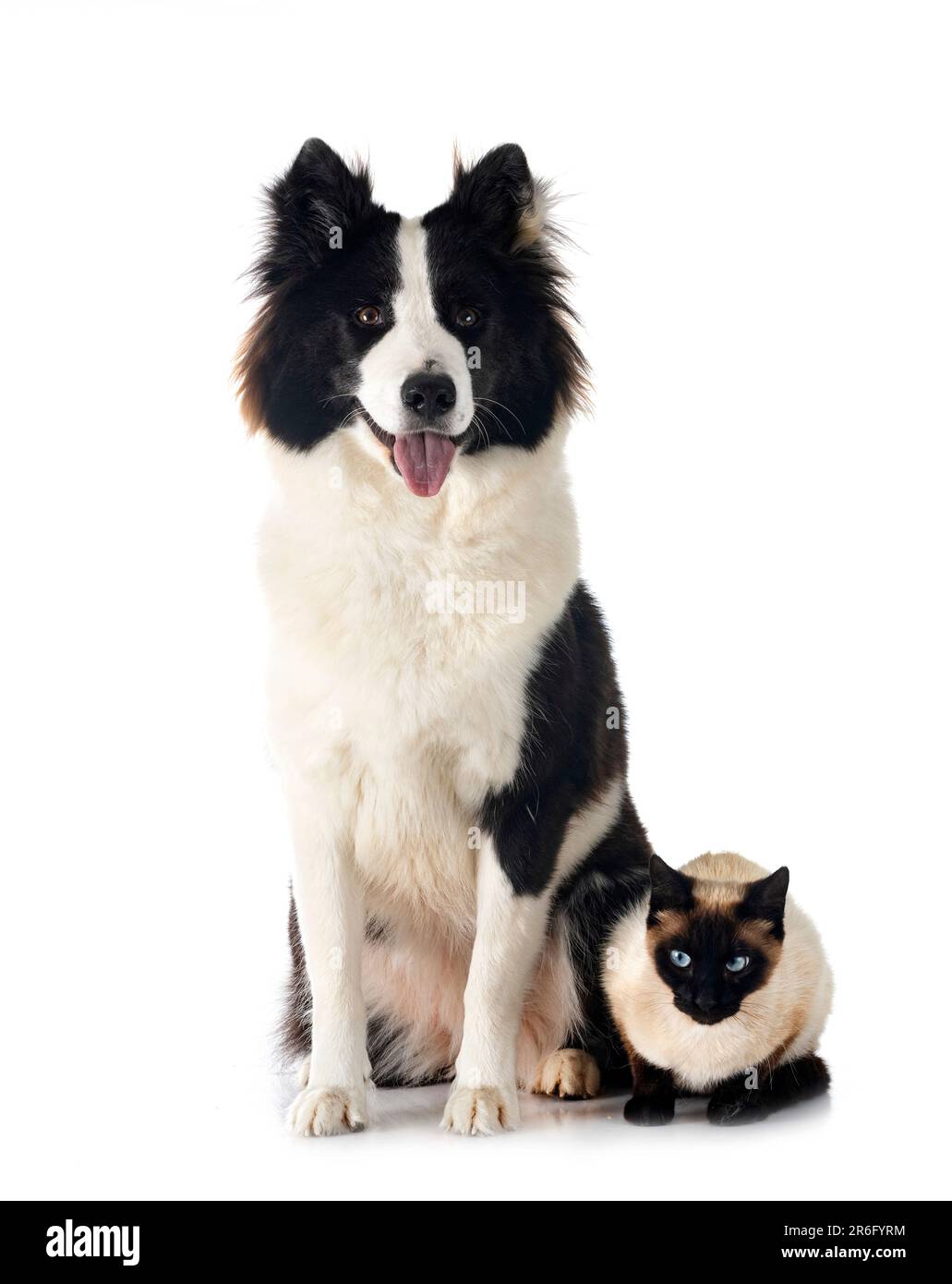 Finnish Lapphund and cat in front of white background Stock Photo