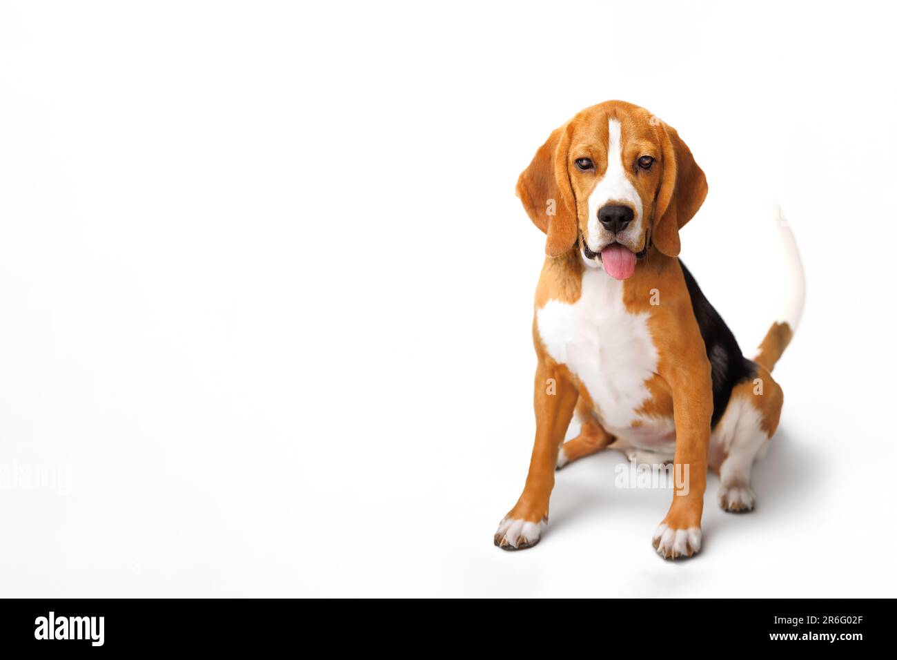 cute beagle dog isolated sitting on a white background Stock Photo - Alamy