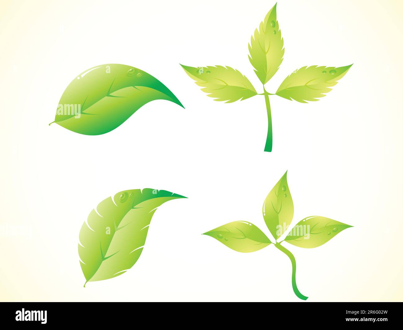 Beautiful green leaf Stock Vector Images - Alamy