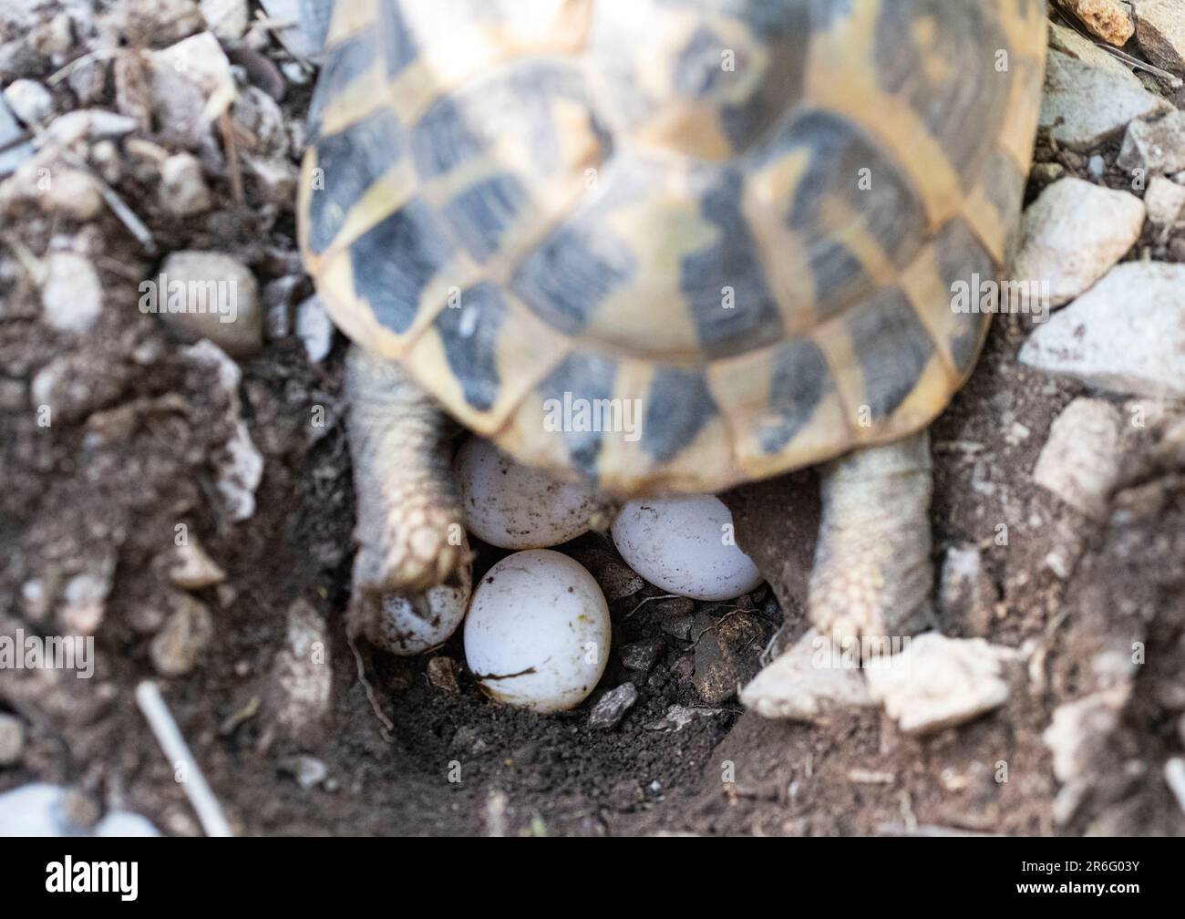 Eggs  of a Hermanns tortoise, Testudo hermanni Stock Photo
