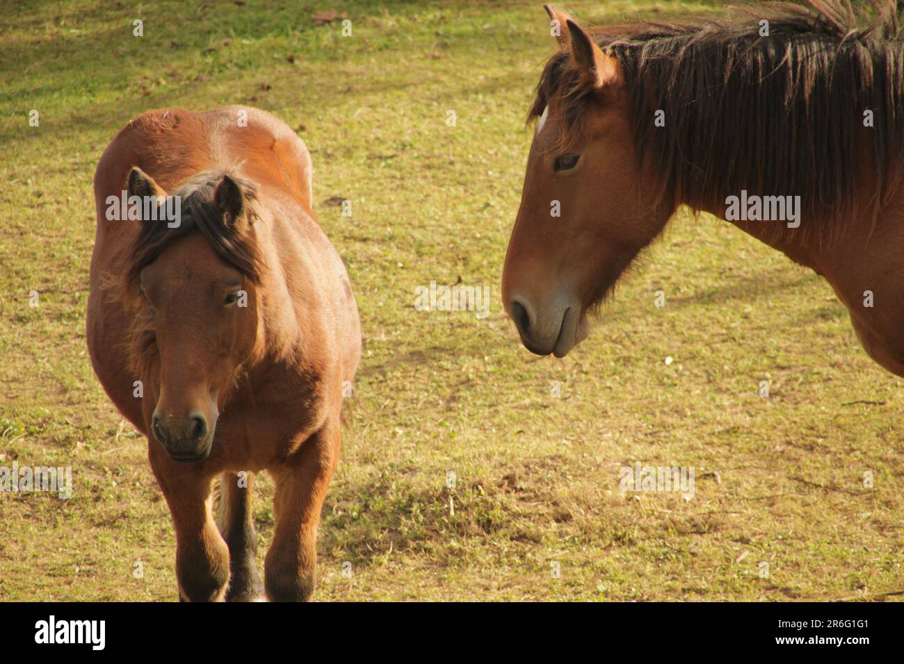 Two horses standing side by side in a lush green pasture Stock Photo ...