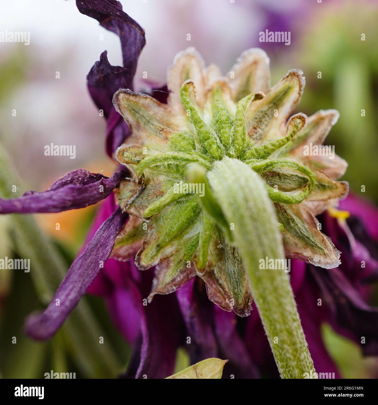 A closeup of a wilting flower stem and sepals Stock Photo Alamy