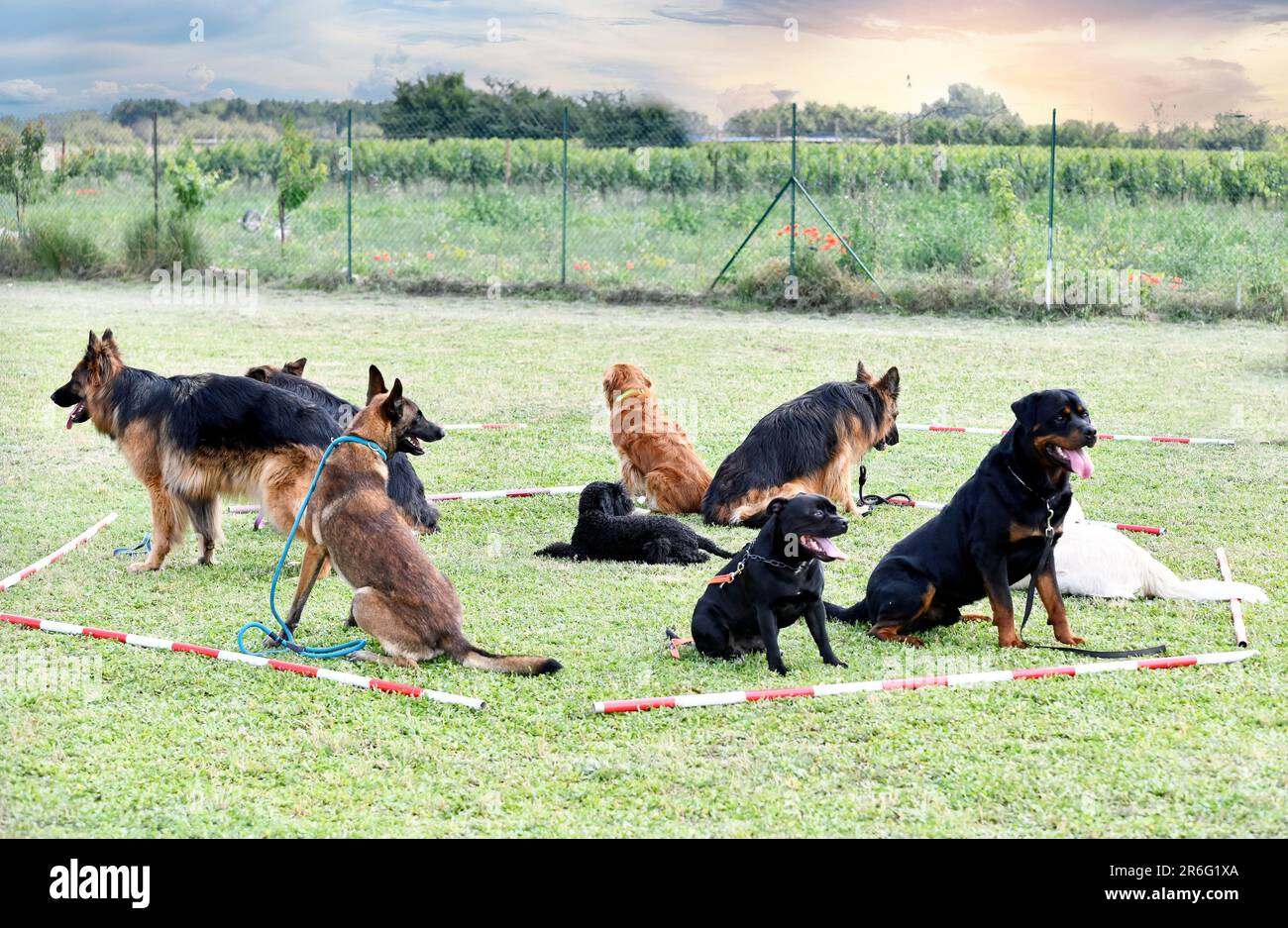 Rottweiler Vs German Shepherd Size Beautiful German Sheperd Puppy