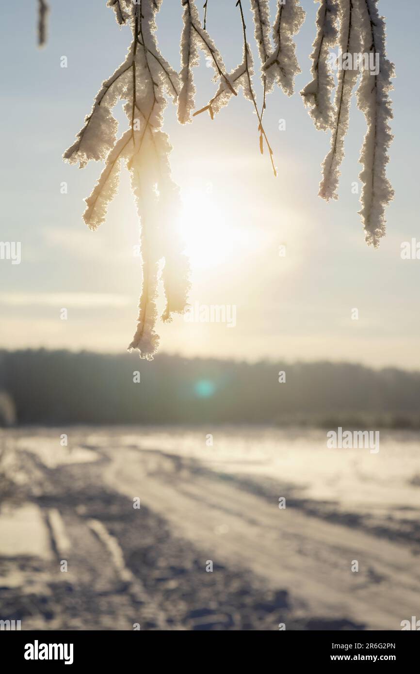 Hanging tree branches siberia hi-res stock photography and images - Alamy