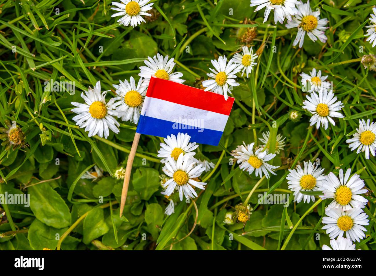 Toothpick with the Dutch flag on the green grass with white daisy