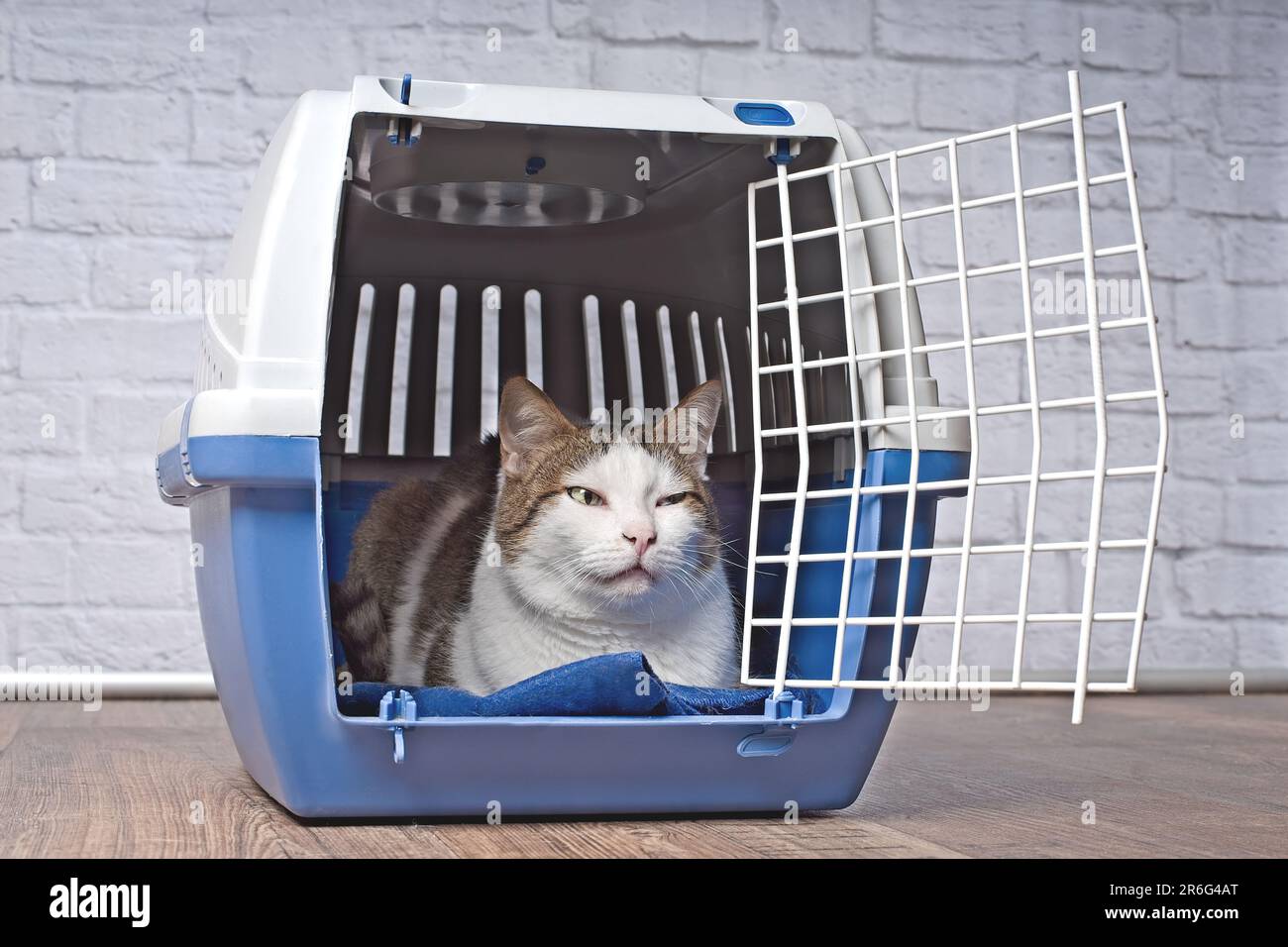 Old tabby cat sitting in a open pet carrier and looking anxiously sideways Stock Photo