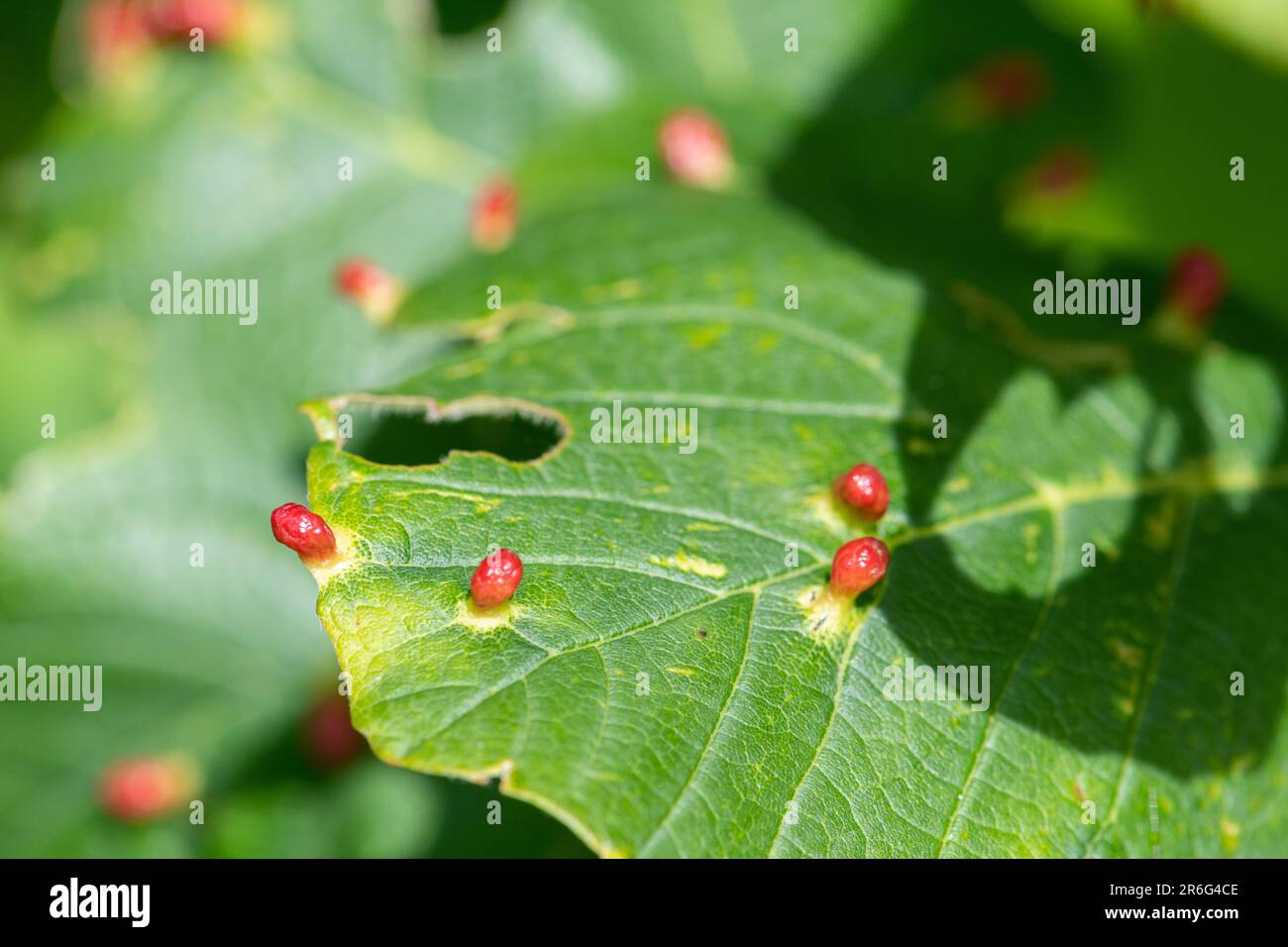 Maple bladder galls, red rounded swellings on the upperside of maple tree leaves caused by the mite Vasates quadripedes Stock Photo