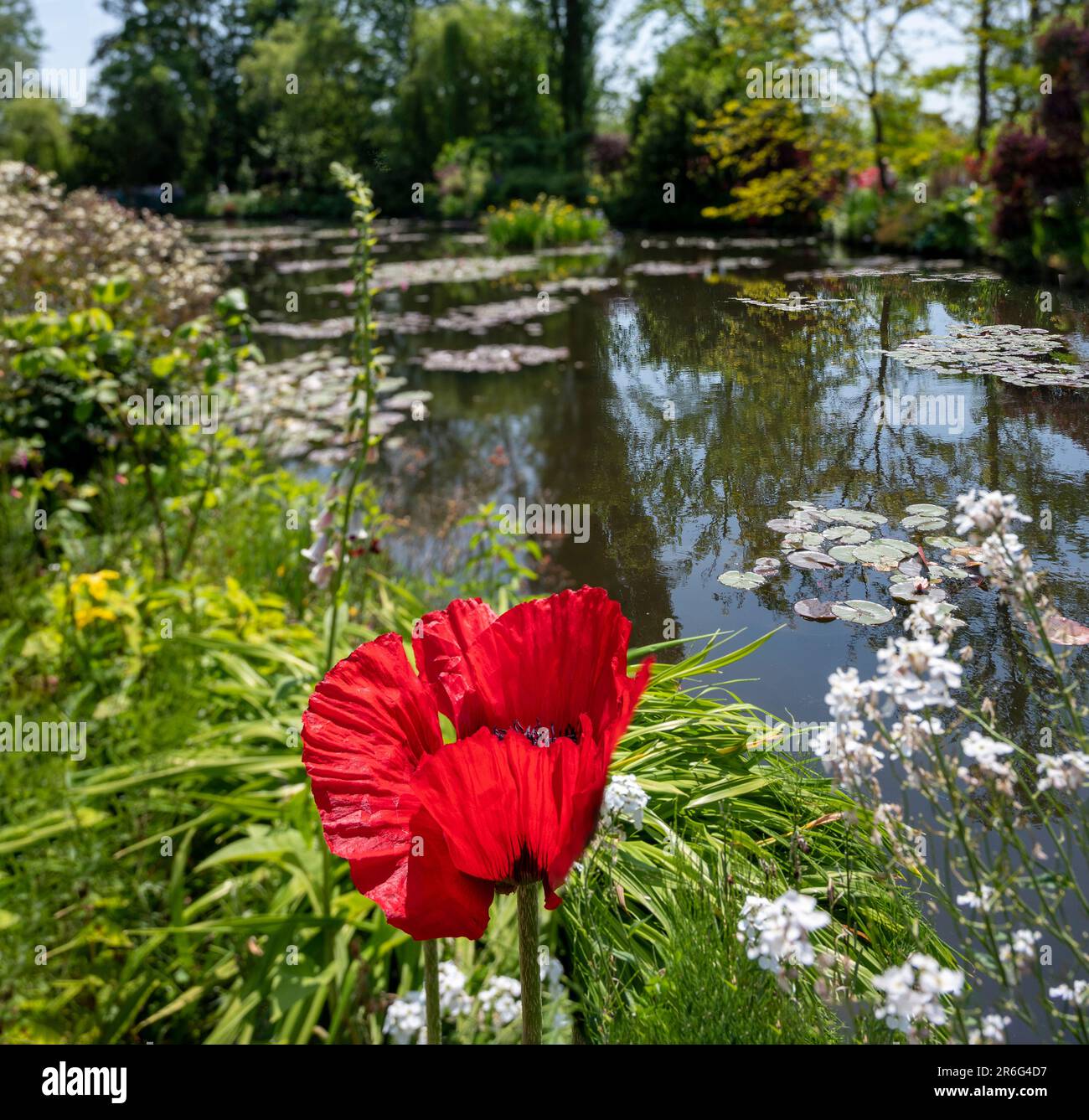 red poppy blossom before a water lily pond in the former garden of the ...
