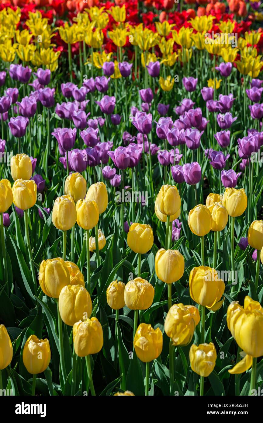 Yellow Purple and Red Tulips - spring Stock Photo