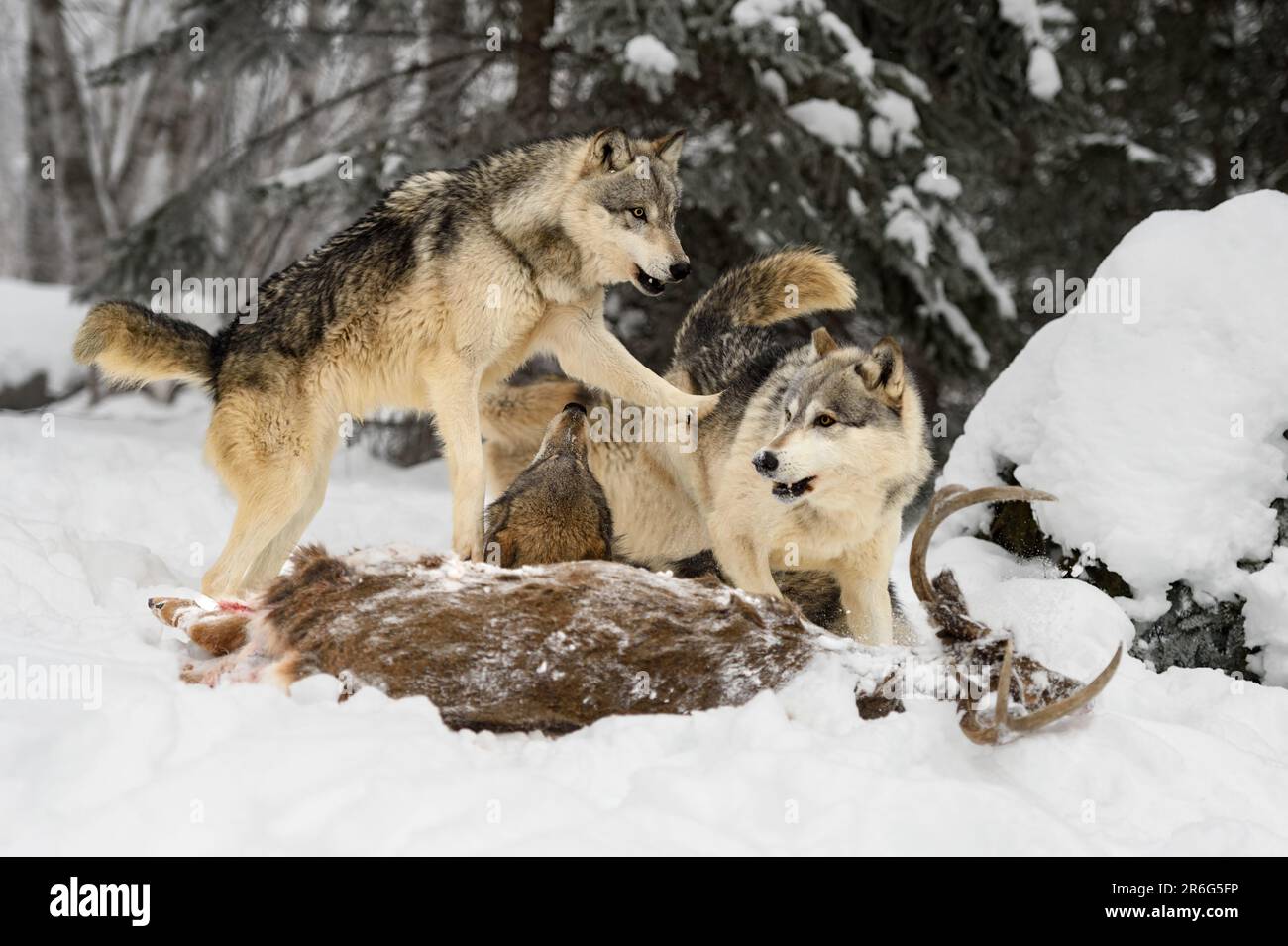 Wolf (Canis lupus) Paws at Packmate at White-Tail Deer Body Winter - captive animals Stock Photo