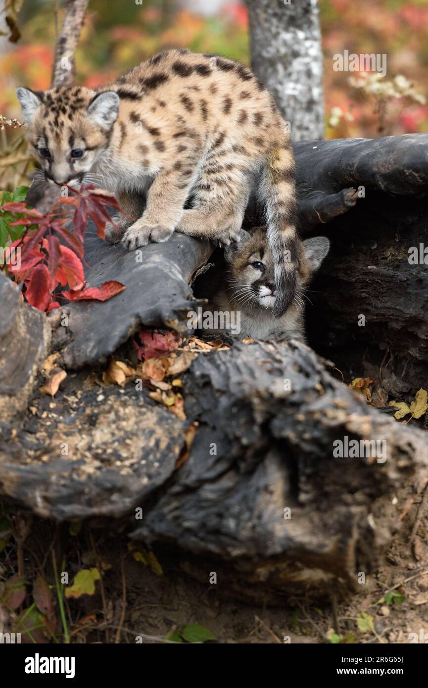 Cougar Kitten (Puma concolor) in Log Looks Out Past Siblings Tail Autumn - captive animals Stock Photo