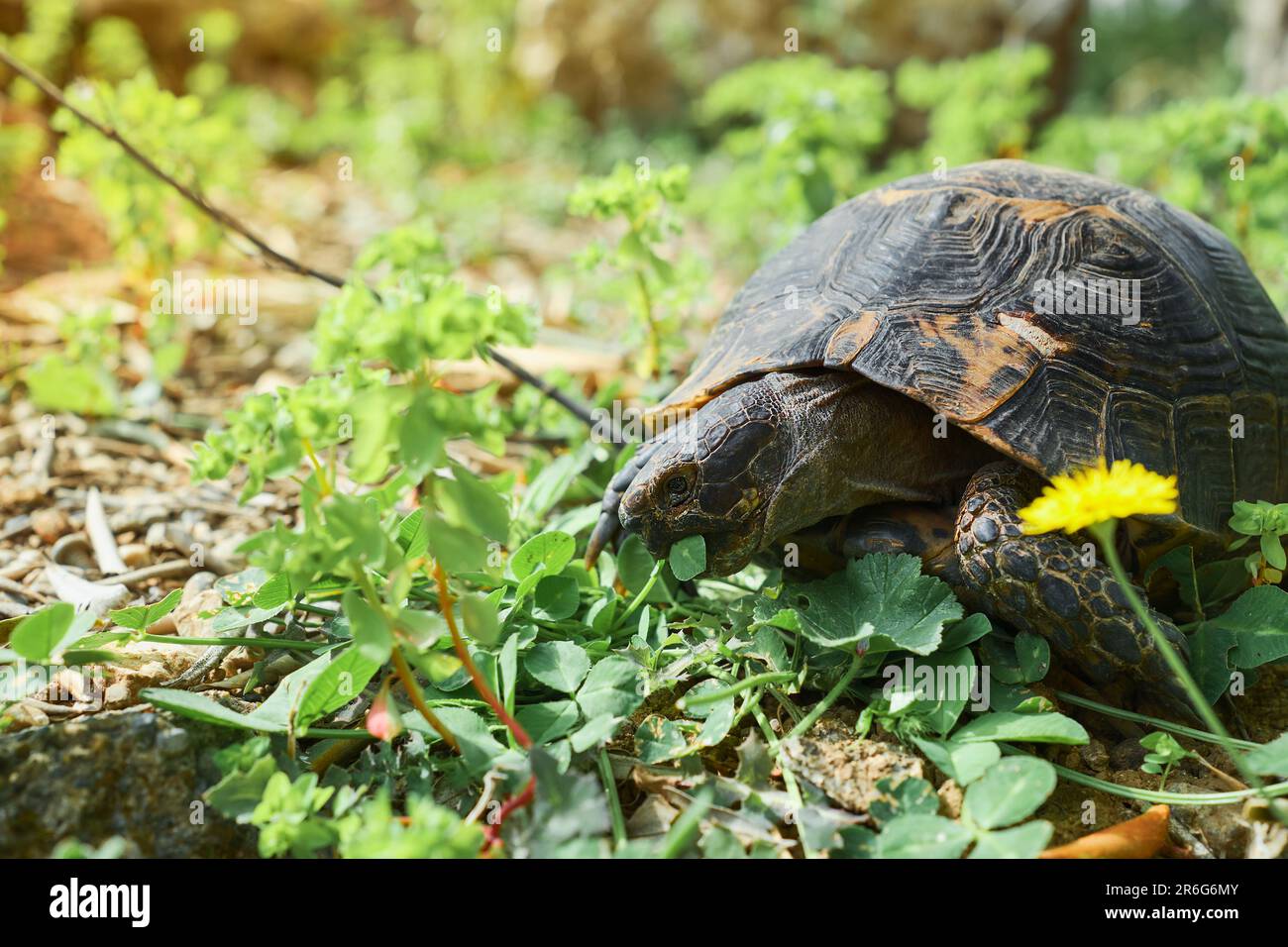 Wild animals in the natural environment, Turtle eats grass on the lawn, next to a flowering dandelion, spring on the Aegean coast Stock Photo