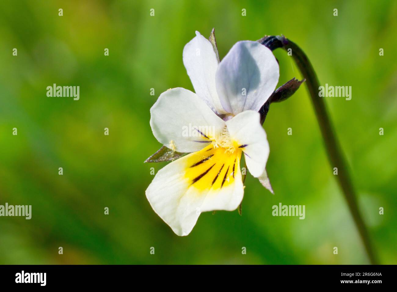 Field Pansy (viola arvensis), close up of a solitary flower of the farmland plant, isolated against a green background. Stock Photo