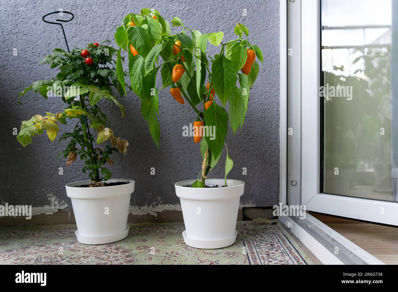 Bushes of plants grown on the balcony. Cherry tomatoes Tiny Tim Tomato and hot chili peppers NuMex Pumpkin Spice Chili in white pots with ripe fruits. Stock Photo