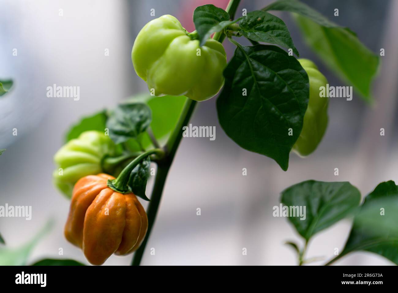 Pepper x Banque d'images détourées - Alamy