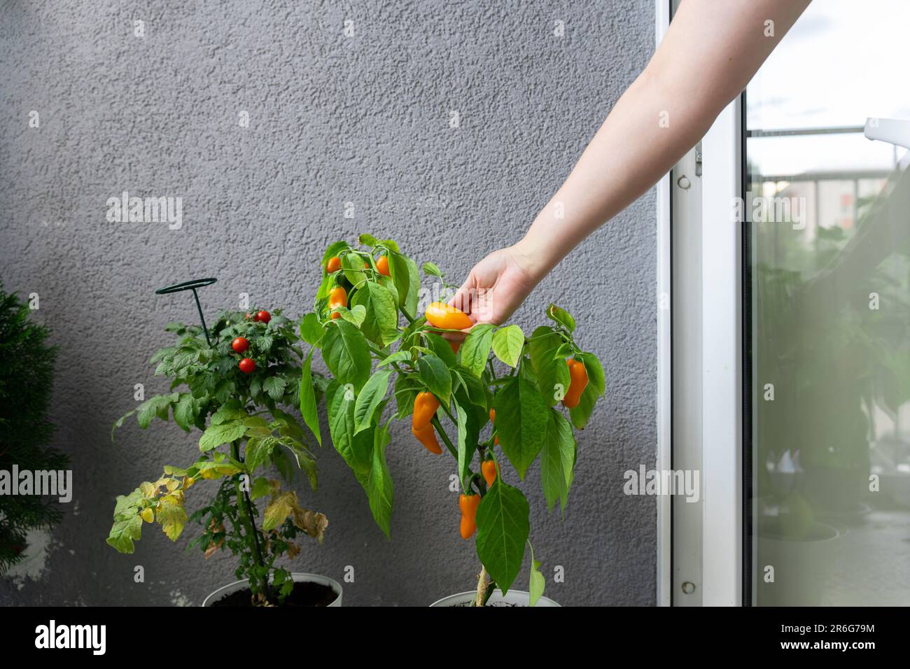 A woman plucks the fruit of hot chili peppers grown in a balcony garden. Stock Photo