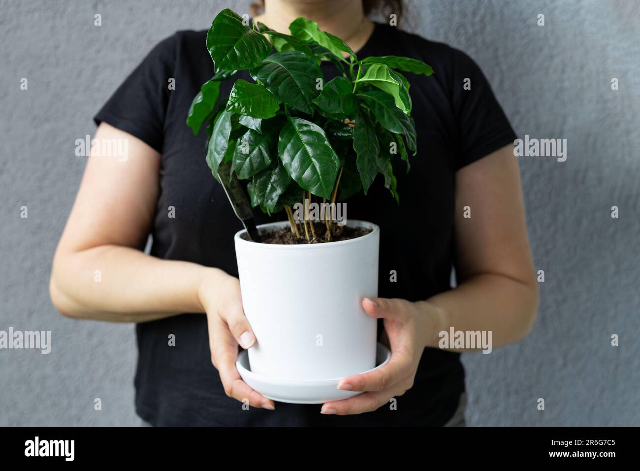 A woman holds a white pot with a coffee tree growing in it. Stock Photo