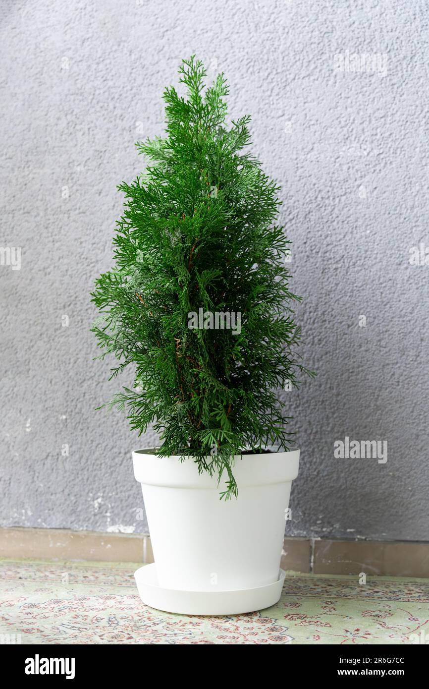 A white pot with a green young thuja growing in it on the balcony of an apartment against a gray wall. Stock Photo