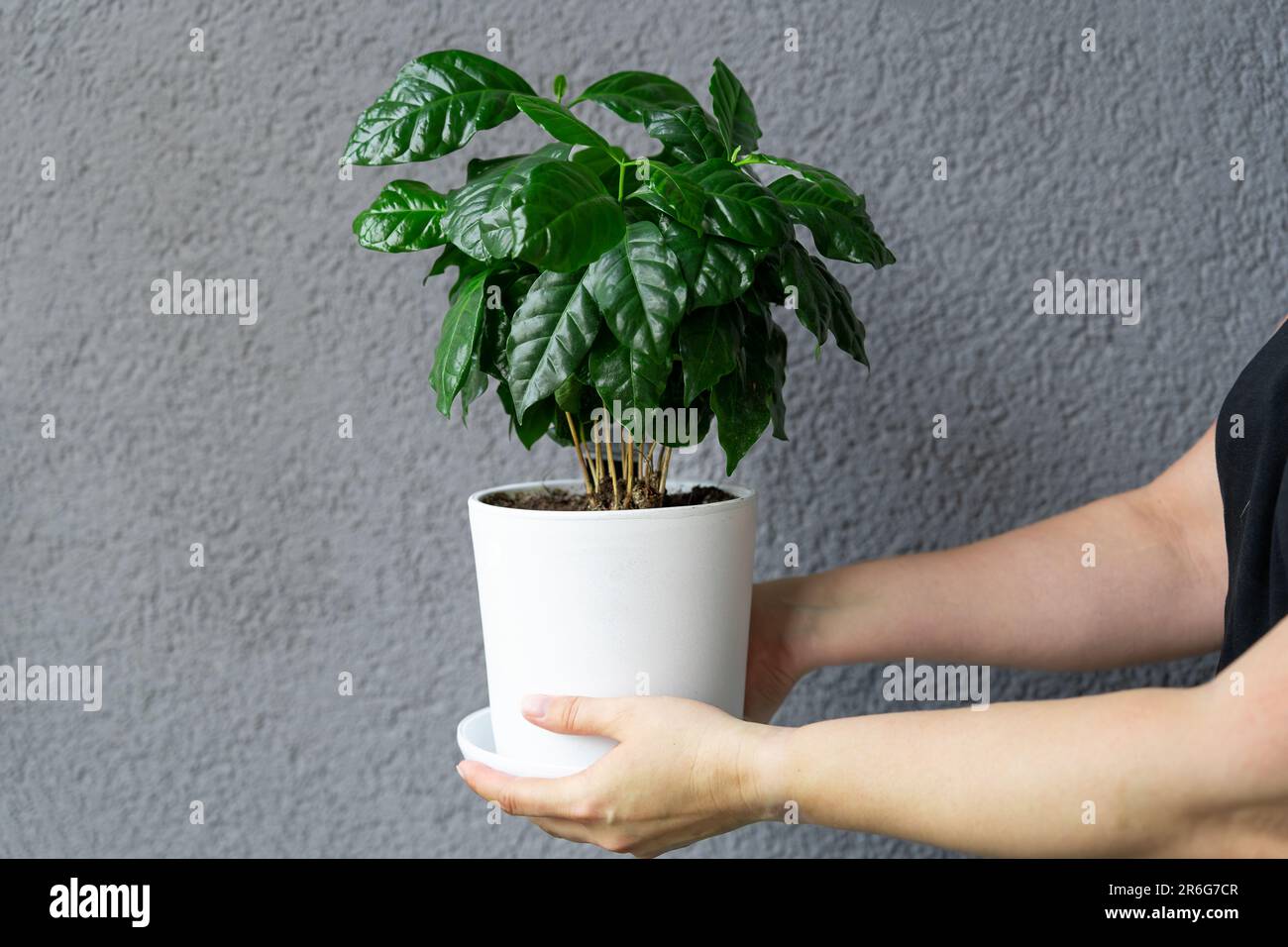 A woman holds in her hands a pot with a coffee tree grown in a home garden. Stock Photo