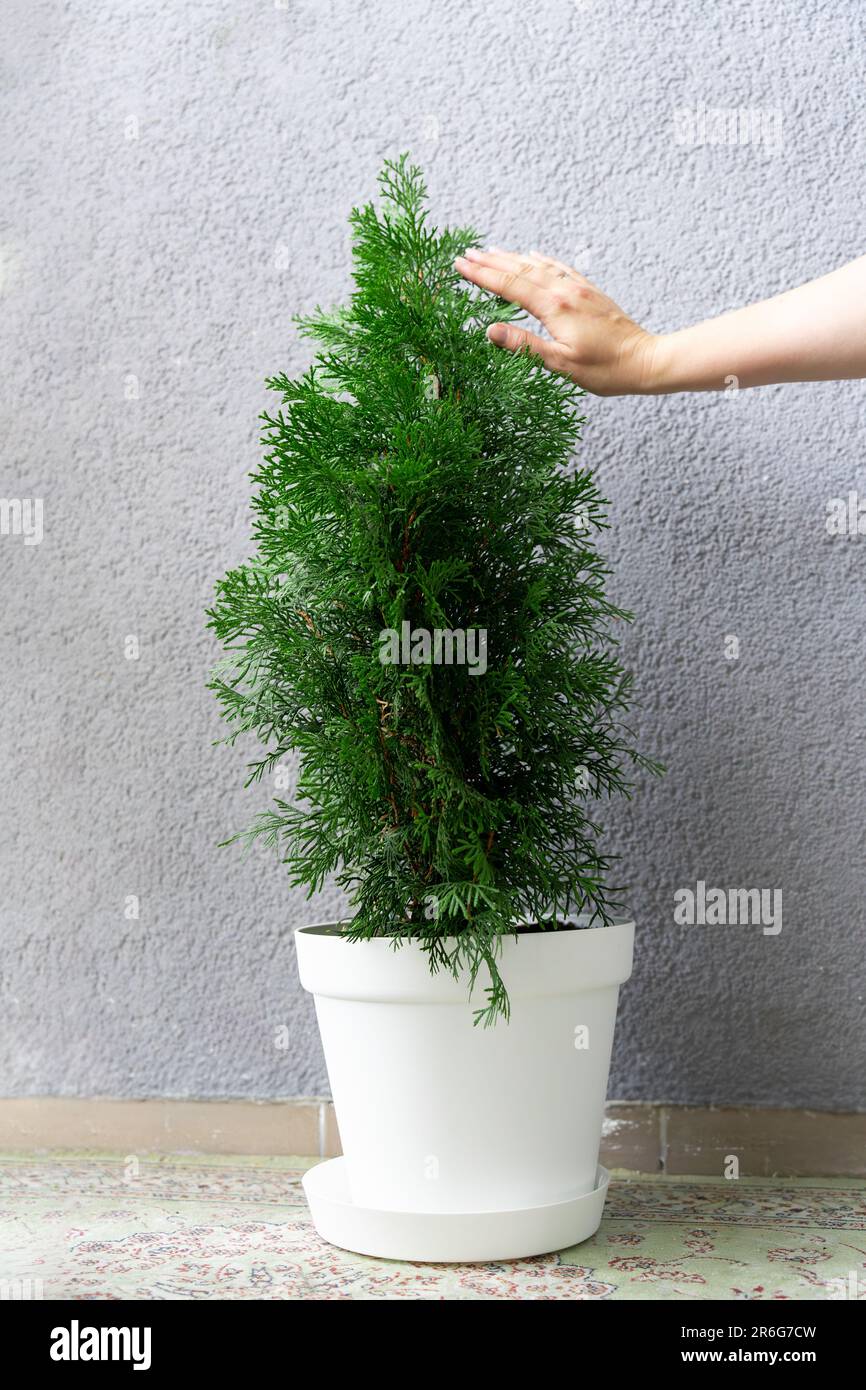 A hand strokes the coniferous foliage growing at home in a pot of thuja. Stock Photo