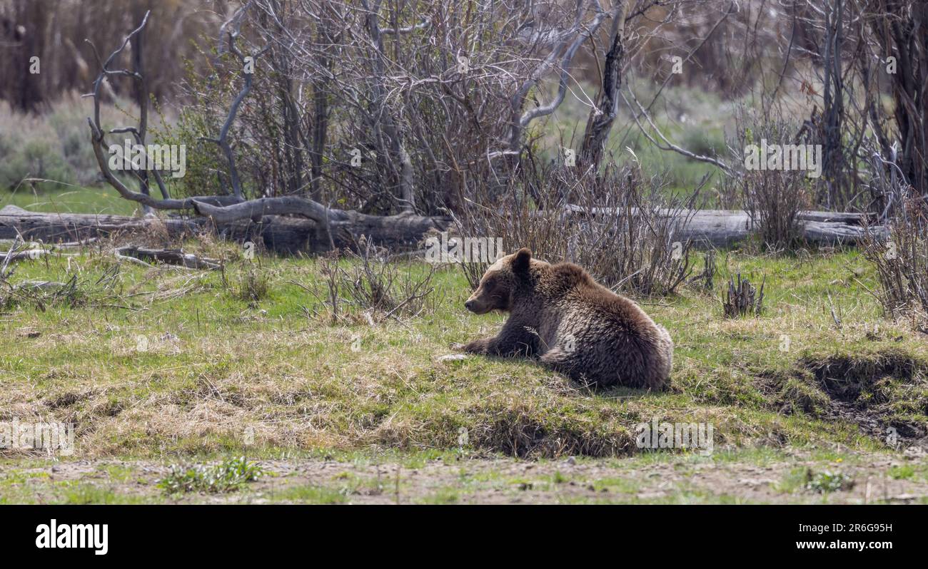 Yellowstone Springtime Desktop Grizzly Bear in Yellowstone in Springtime Stock Photo - Alamy