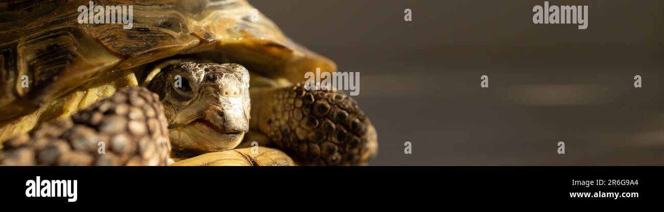 Banner 4:1 land turtle crawls on the floor in the room Stock Photo