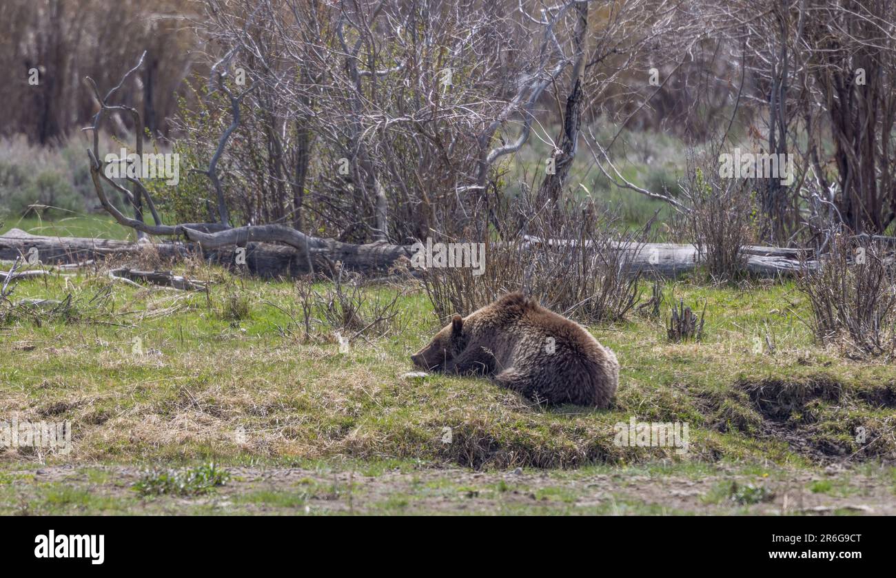Yellowstone Springtime Desktop Grizzly Bear in Yellowstone in Springtime Stock Photo - Alamy