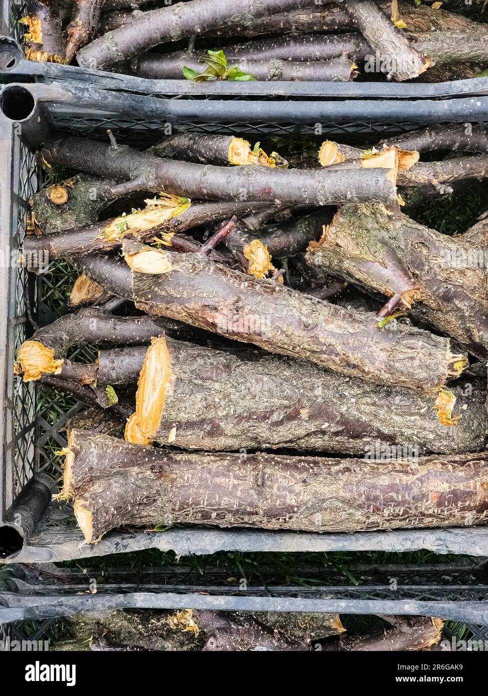 Preparing firewood for the winter. Felled tree trunks are sawn and