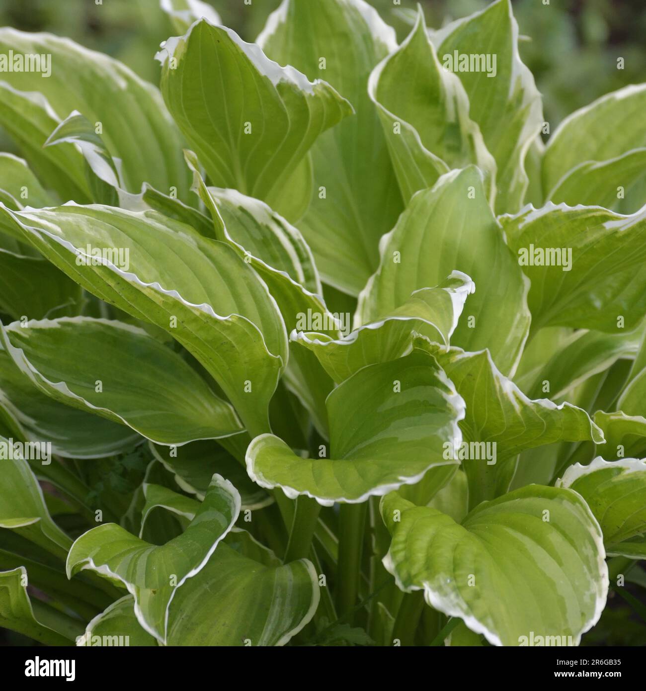 Hosta plantaginea - plant used for a landscaping gardens. Stock Photo