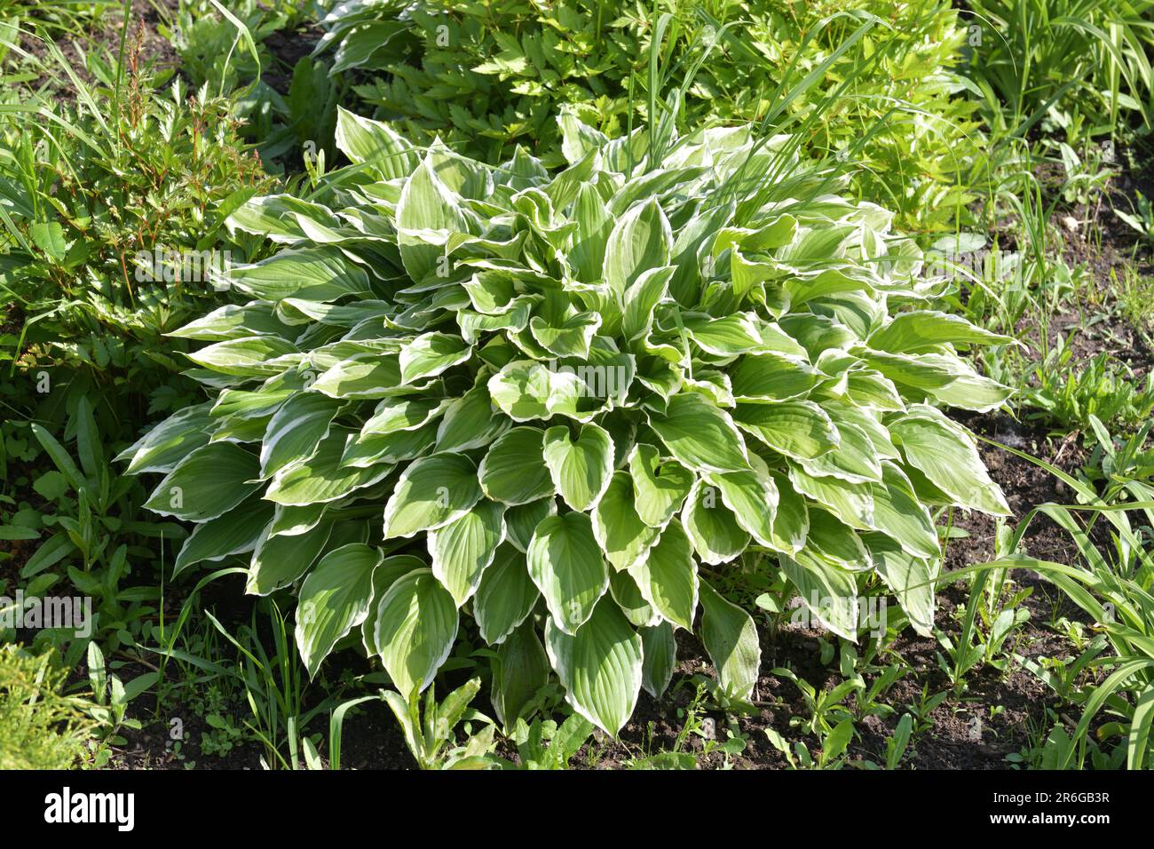 Hosta plantaginea - plant used for a landscaping gardens. Stock Photo