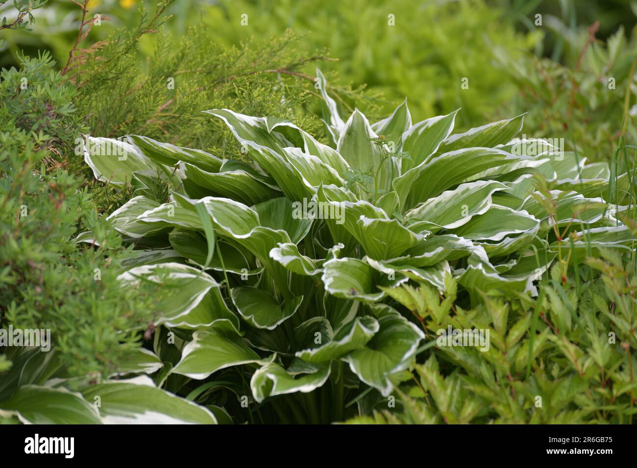 Hosta plantaginea - plant used for a landscaping gardens. Stock Photo