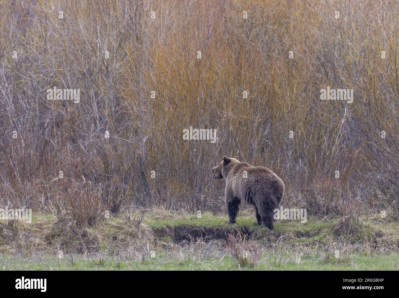Yellowstone Springtime Desktop Grizzly Bear in Yellowstone in Springtime Stock Photo - Alamy