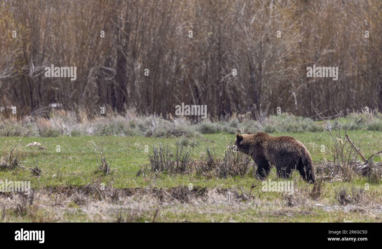 Yellowstone Springtime Desktop Grizzly Bear in Yellowstone in Springtime Stock Photo - Alamy