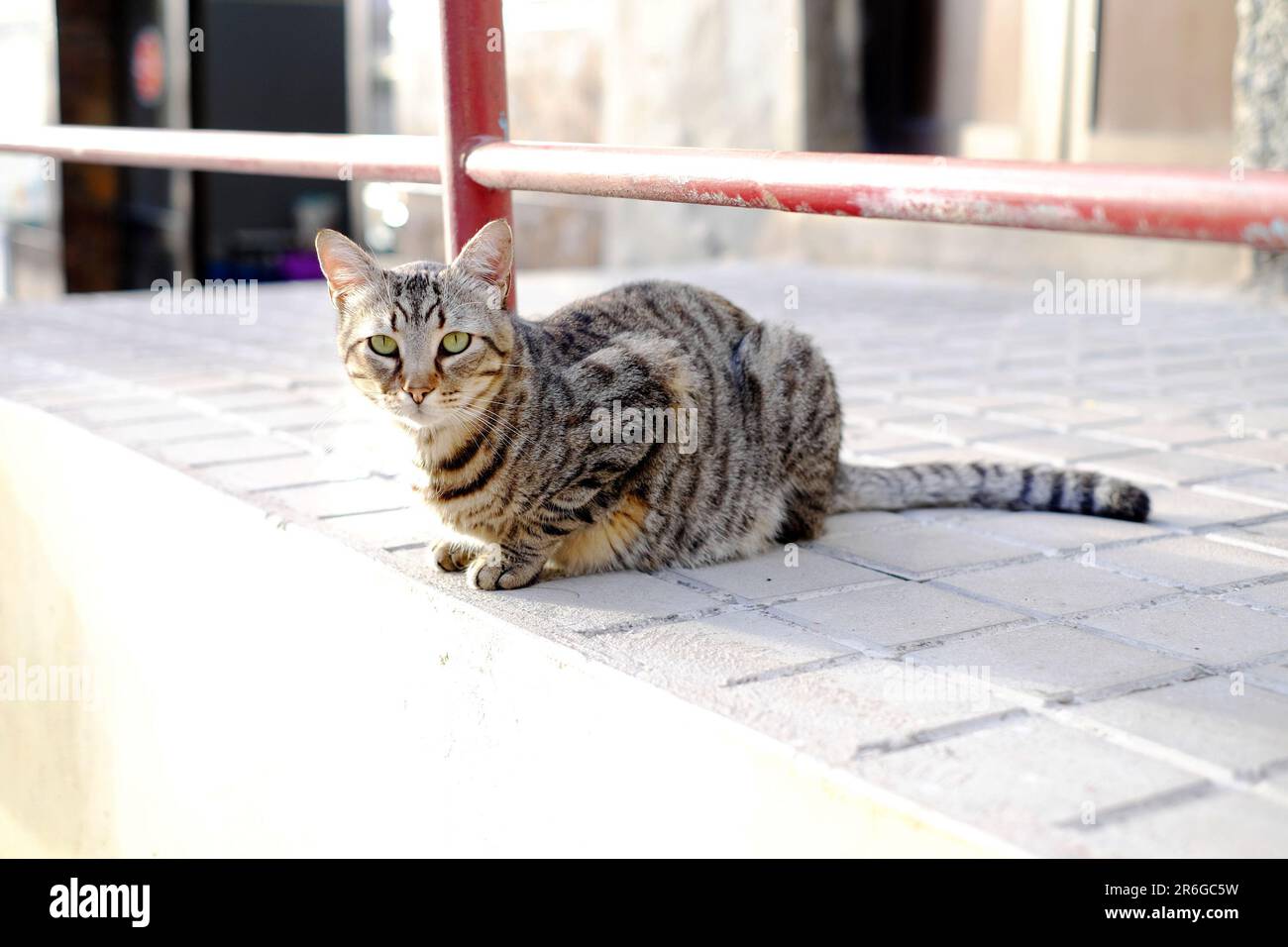 adorable tabby cat feline resting in the sun Stock Photo - Alamy