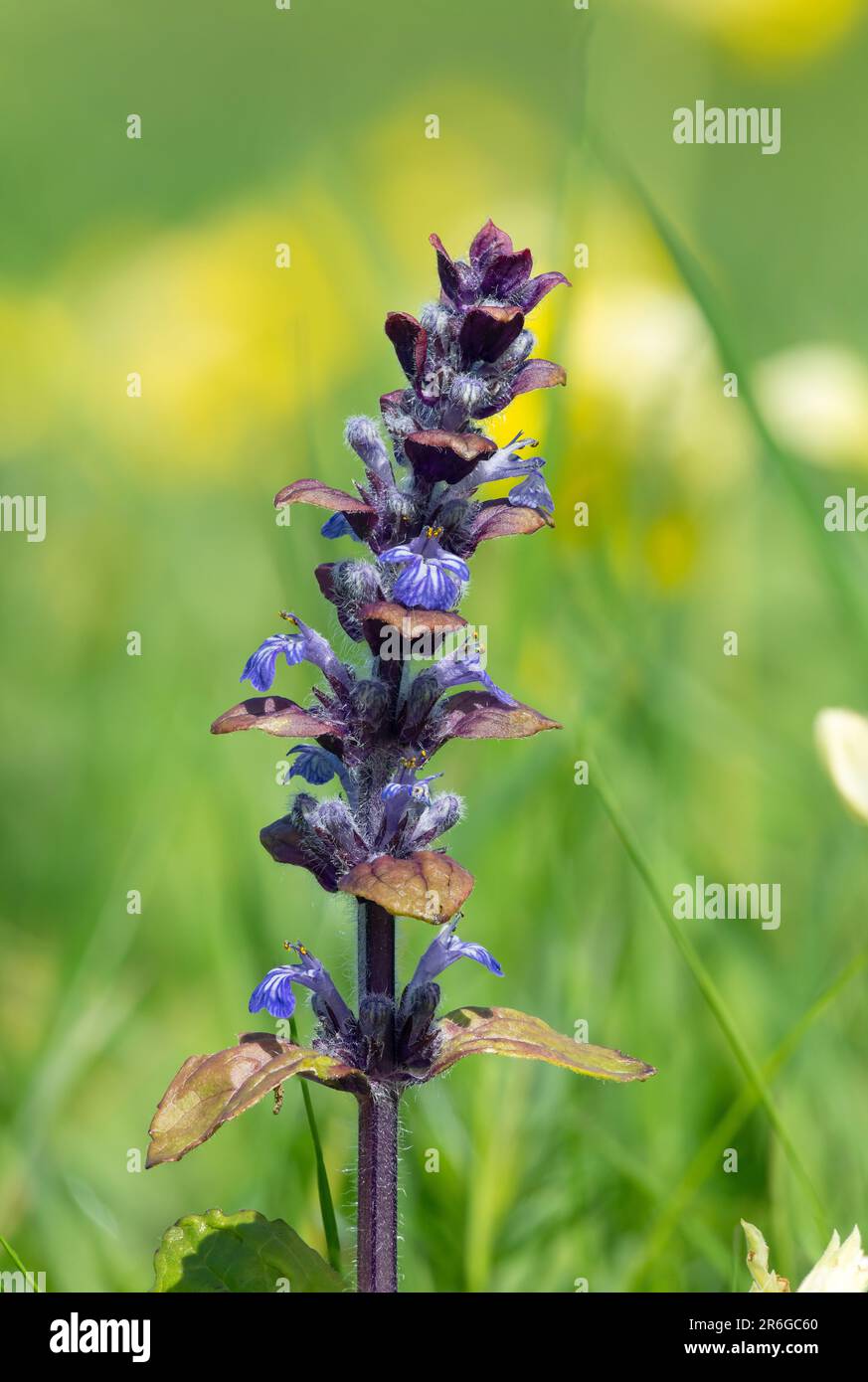 Close up of a bugle (ajuga reptans) flower in bloom Stock Photo