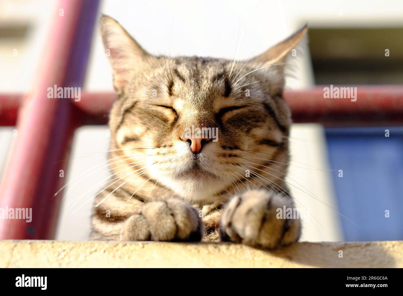 adorable tabby cat feline resting in the sun Stock Photo - Alamy